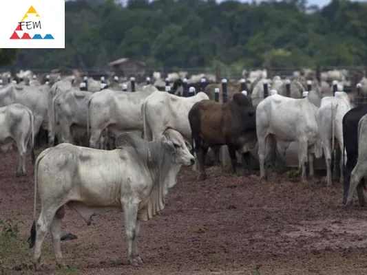  Skema adopsi sapi dari goshalas akan diluncurkan di Karnataka