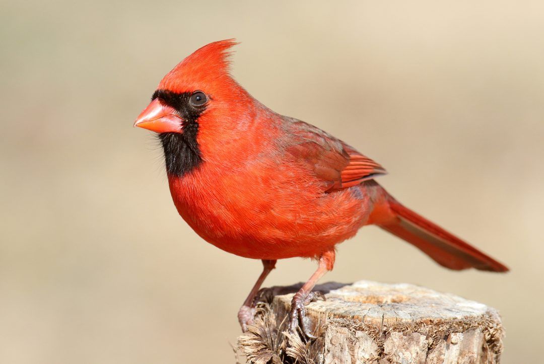 Cardinal, Birds, Animal MCcardinal, Birds, Animal Messages and Totems, spirit-animals.com, კარდინალური სიმბოლიზმი, კარდინალური მნიშვნელობა, კარდინალური ტოტემი, კარდინალური სიზმარი