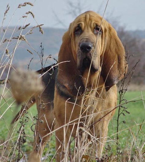 Bloodhound, ძაღლები, ძაღლების ჯიშები, ცხოველთა შეტყობინებები, ტოტემები, spirit-animals.com, Bloodhound სიმბოლიზმი, Bloodhound მნიშვნელობა, Bloodhound Totem, Bloodhound Dream, შეტყობინებები