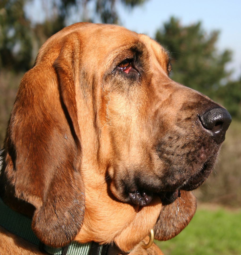 Bloodhound, ძაღლები, ძაღლების ჯიშები, ცხოველთა შეტყობინებები, ტოტემები, spirit-animals.com, Bloodhound სიმბოლიზმი, Bloodhound მნიშვნელობა, Bloodhound Totem, Bloodhound Dream, შეტყობინებები
