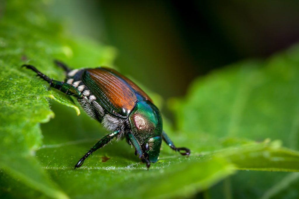 Simbolisme Kumbang Jepang, Makna Kumbang, Totem Kumbang, Mimpi Kumbang, dan Pesan
