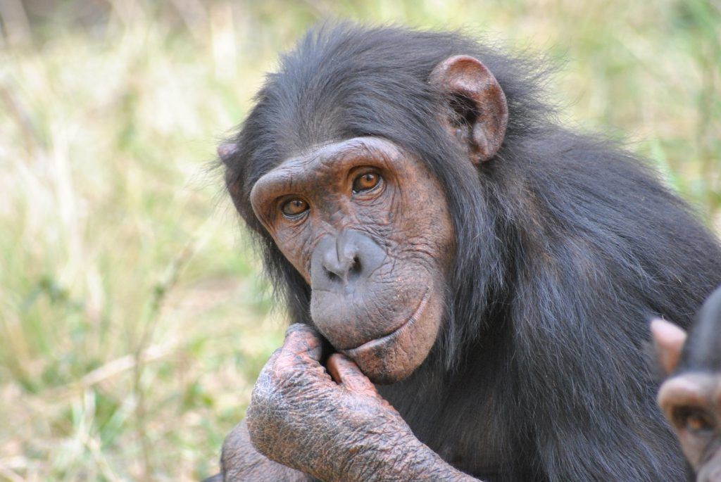 Chimp Totem, bruadar