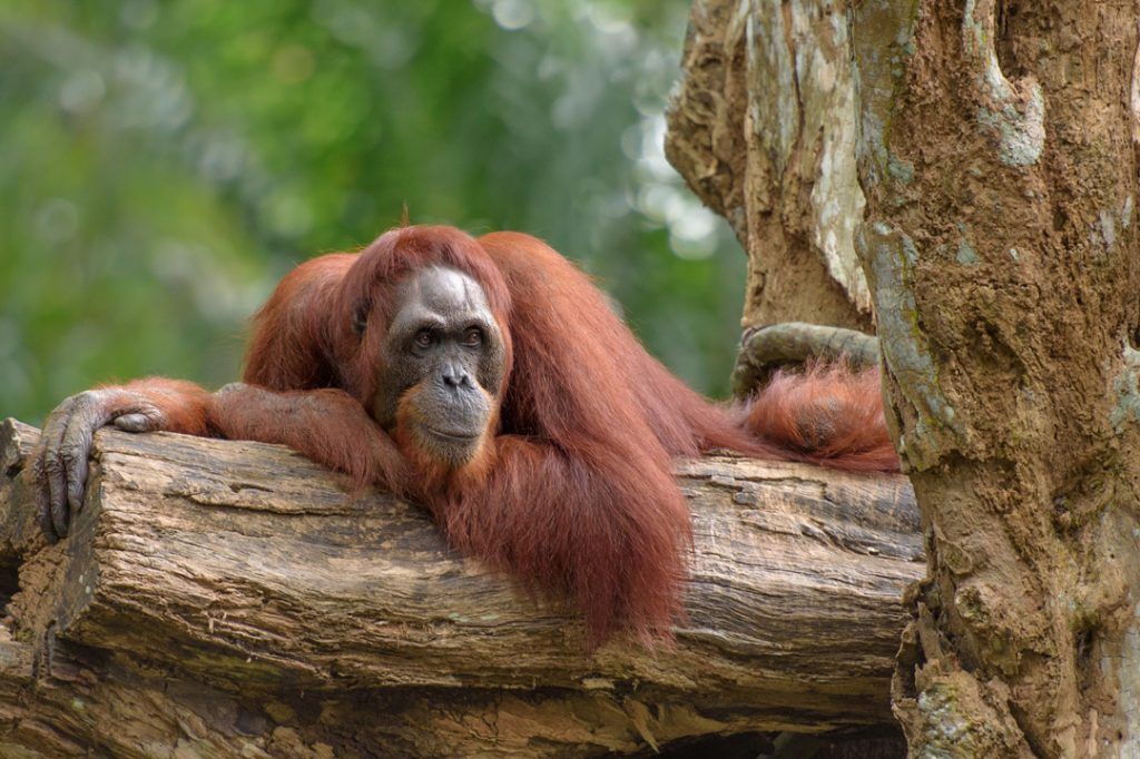 Simbolismo do orangotango, significado do orangotango, totem do orangotango, sonho do orangotango e mensagens