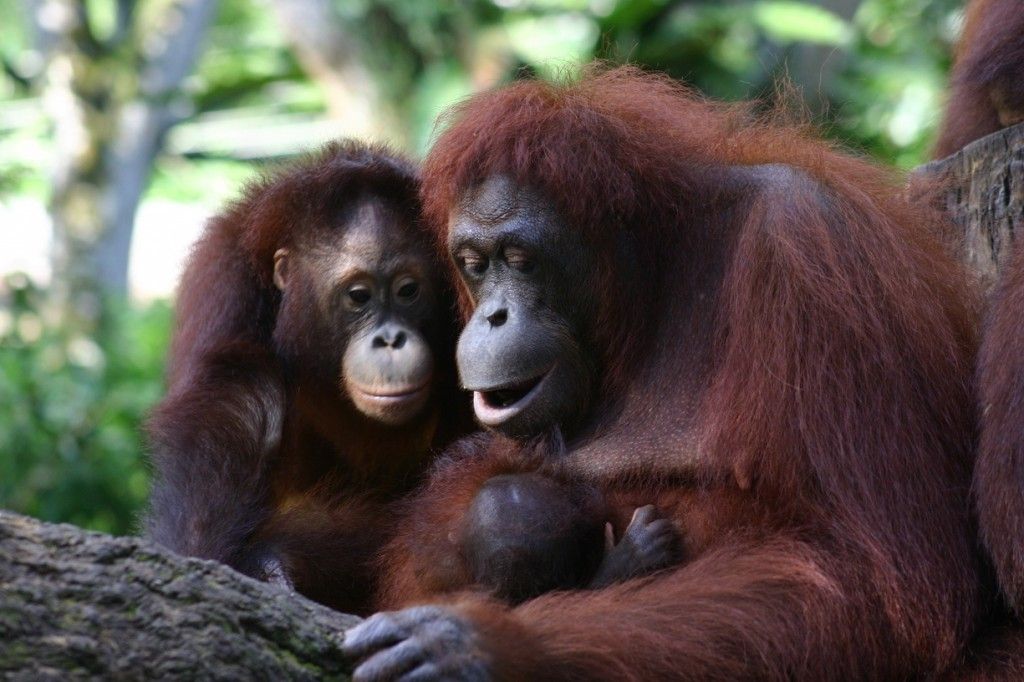 Simbolismo do orangotango, significado do orangotango, totem do orangotango, sonho do orangotango e mensagens