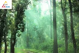   RECURSO-Proprietários florestais de pequena escala ganham posição nos mercados de carbono dos EUA
