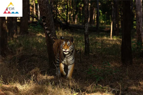  Tigre é encontrado morto em reservatório no santuário de Pench