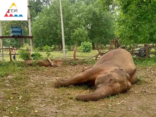  Bangkai gajah ditemukan di Jharkhand
